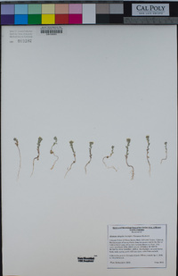 Alyssum simplex image