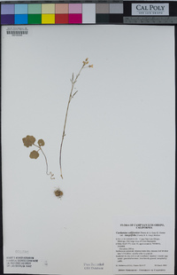 Cardamine californica image