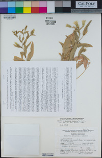 Image of Acourtia fragrans