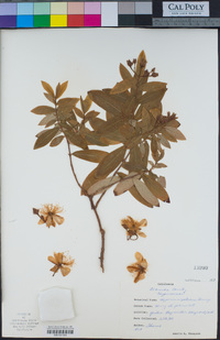 Hypericum beanii image