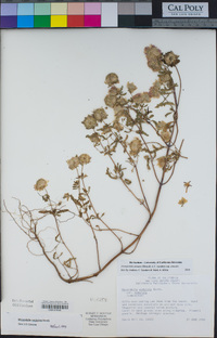 Monardella sinuata subsp. sinuata image