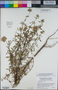 Monardella sinuata subsp. sinuata image