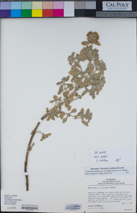 Monardella undulata subsp. crispa image
