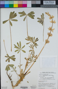 Lupinus microcarpus image