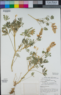 Lupinus microcarpus image