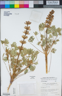 Lupinus microcarpus image