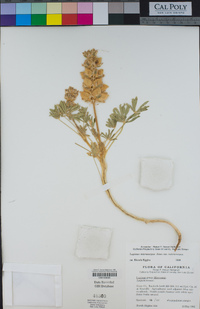 Lupinus microcarpus image