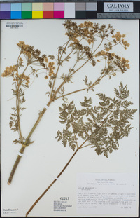 Conium maculatum image