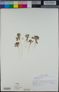 Daucus pusillus image