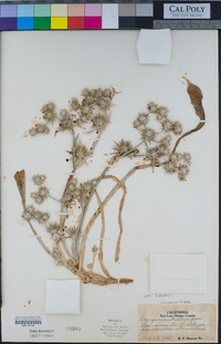 Eryngium aristulatum var. hooveri image