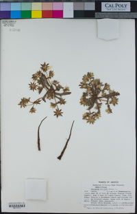 Image of Eryngium carlinae