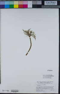 Eryngium spinosepalum image
