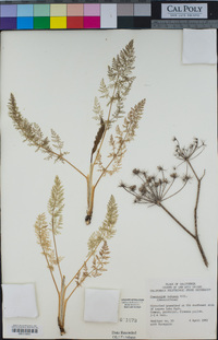 Foeniculum vulgare image