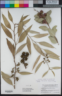 Image of Eucalyptus albopurpurea