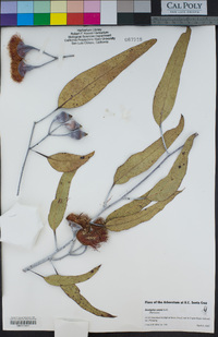 Image of Eucalyptus caesia