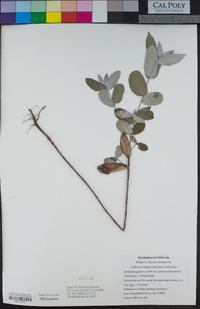 Eucalyptus globulus image