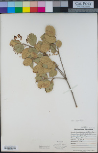 Quercus agrifolia image