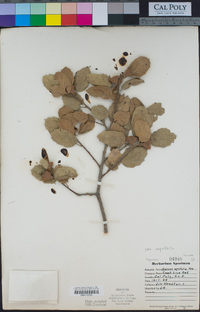 Quercus agrifolia image