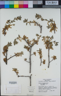 Quercus garryana image