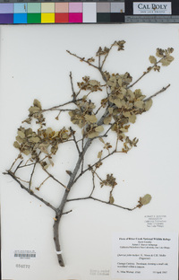 Quercus john-tuckeri image