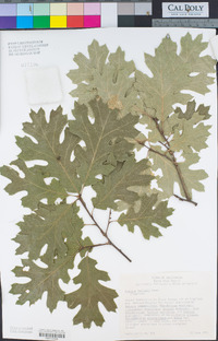 Quercus kelloggii image