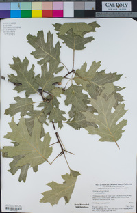 Quercus kelloggii image