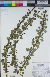 Ribes sericeum image