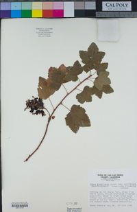 Ribes sanguineum var. glutinosum image