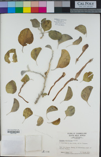 Image of Ipomoea adenioides