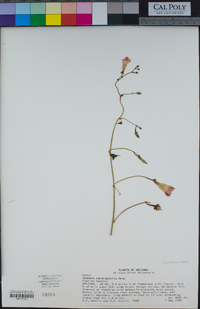 Image of Ipomoea cardiophylla