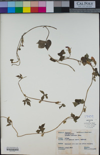 Ipomoea hederacea image