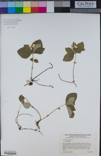 Cornus canadensis image