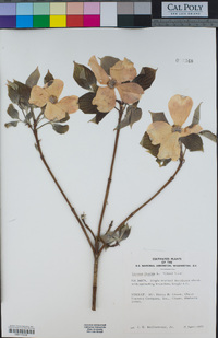 Cornus florida image