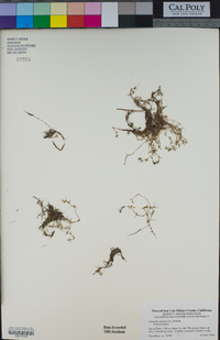 Crassula aquatica image