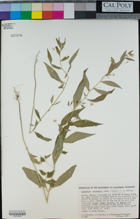 Image of Hybanthus attenuatus