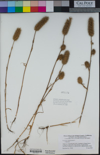 Trifolium angustifolium image