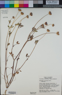 Trifolium ciliolatum image