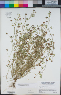 Trifolium depauperatum image