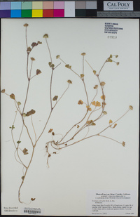 Trifolium microdon image