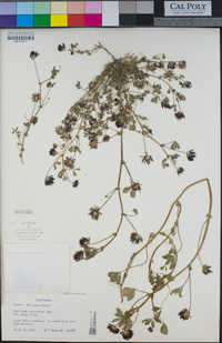 Trifolium variegatum var. major image