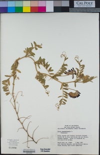 Vicia benghalensis image