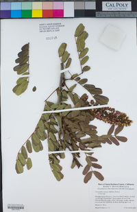 Caesalpinia spinosa image