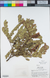 Image of Caesalpinia spinosa