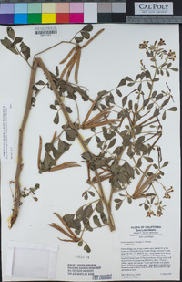 Hosackia crassifolia var. otayensis image