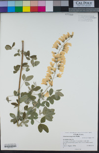 Laburnum anagyroides image