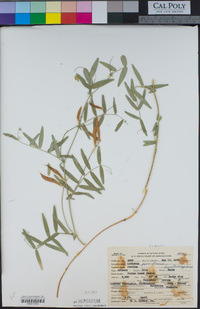 Image of Lathyrus parviflorus