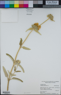 Phlomis fruticosa image