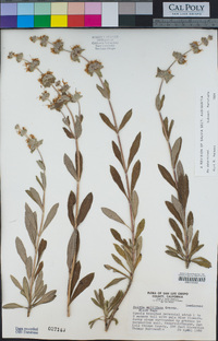Salvia mellifera image