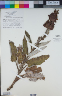 Salvia spathacea image