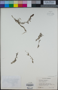 Utricularia vulgaris image